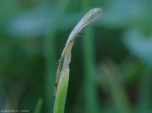 <i><b>Choanephora cucurbitarum</b></i> fait pourrir les tissus du limbe et y fructifie abondamment.  (pourriture à Choanephora)