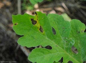 Lésions plus étendues de cercosporiose sur feuille de pastèque. <i>Cercospora citrullina</i>