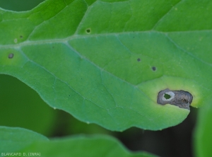 Les tissus centraux de cette tache de cercosporiose sur feuille de pastèque se sont éclaircis et dégradés. On note aussi quelques discrets motifs concentriques plus en périphérie de l'altération.  <i>Cercospora citrullina</i>