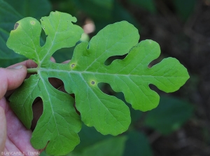 Quelques taches de cercosporiose sont bien visibles sur cette feuille de pastèque. Notez leur halo jaune bien marqué. <i>Cercospora citrullina</i>