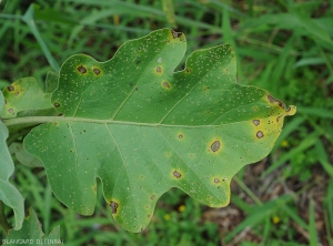 Les taches nécrotiques sont plutôt circulaires, et présentent un liseré plus brun. Un halo jaune les ceinture, tandis que les tissus foliaires centraux décomposés tombent. <i>Cercospora</i> sp. (cercosporiose)