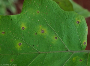 Détail de jeunes taches nécrotiques sur la face supérieure d'une feuille d'aubergine. Notez quelques discrets motifs concentriques. <i>Cercospora</i> sp. (cercosporiose)