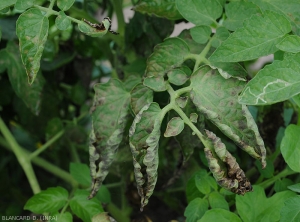 Cercosporiose-Tomate5