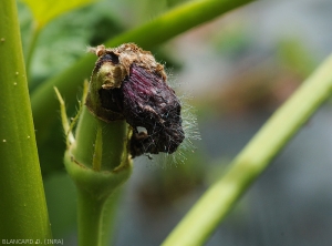 Les restants de pétales de ce jeune fruit de gombo commence à pourrire et à se recouvrir de la caractéristique moisissure de  <i><b>Choanephora cucurbitacearum</b></i> . (pourriture à Choanephora)