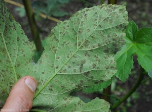 Taches de cercosporiose sur feuille de gombo étudiées à la face inférieure du limbe. Notez la présence d'une moisissure noirâtre. <i>Cercospora</i> sp. (cercosporiose)