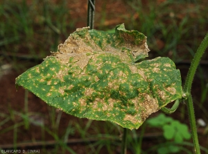 De nombreuses taches ont conflué sur le limbe de cette feuille de concombre, entrainant la nécrose et le dessèchement de secteurs du limbe.  <i>Corynespora cassiicola</i> (corynesporiose)