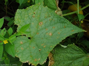 Taches humides plus ou moins développées et nécrosées observées à la face supérieure du limbe d'une feuille de concombre. La partie centrale de certaines taches se fend progressivement.. <i>Corynespora cassiicola</i> (corynesporiose)