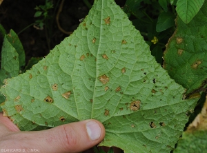 Taches humides plus ou moins développées observées à la face inférieure du limbe d'une feuille de concombre. Les plus jeunes lésions sont plutôt humides, les plus anciennes brunissent et se nécrosent. La partie centrale de certaines taches se fend progressivement.. <i>Corynespora cassiicola</i> (corynesporiose)