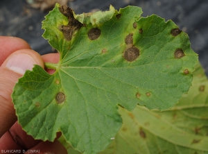 Détail des lésions occasionnées par  <i><b>Myrothecium roridum</b></i> sur feuille de melon.