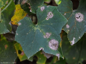 Aspect de lésions provoquées par <i>Myrothecium roridum</i> sur feuille de courge éponge (<i>Luffa aegyptiaca</i>)