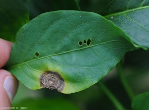 Une lésion circulaire s'est formée en bordure du limbe de cette feuille de poivron. De couleur brune à marron foncé, elle présente des motifs concentriques bien visibles. Un halo diffus la ceinture. <i>Myrothecium roridum</i>