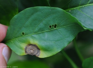 Une lésion circulaire s'est formée en bordure du limbe de cette feuille de poivron. De couleur brune à marron foncé, elle présente des motifs concentriques bien visibles. Un halo diffus la ceinture. <i>Myrothecium roridum</i>