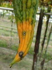 Taches de cercosporiose sur fruits de sorossi. (<i>Momordica charantia</i>). Dans leur zone d'influence, l'extrémité du fruit, ce dernier a fortement jauni. (<i>Cercospora citrullina</i>)