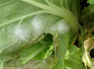 "Proliferations mycéliennes" sur feuille de chou petsai. Le jeune mycélium récemment formé est encore blanc. <i>Rhizoctonia solani</i>