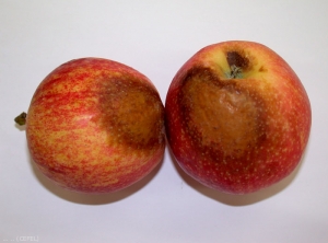 Brûlure sur pomme de variété Royal gala (photo CEFEL)