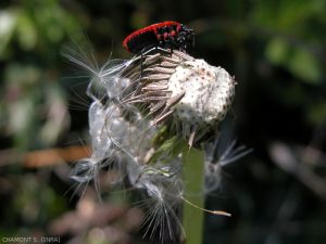 pyrrhochoris-granivore