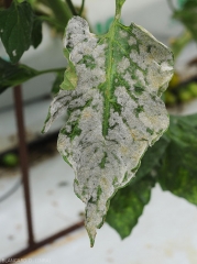 Détail d'une foliole entièrement parasitée par <i><b>Pseudoidium neolycopersici</b></i>. (oïdium, powdery mildew)