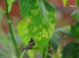 Taches d'oïdium sur feuille de poivron. Notez quelles sont chlorotiques, aux contours diffus à délimités par les nervures. <b><i>Leveillula taurica</i></b> (oïdium interne, powdery mildew)