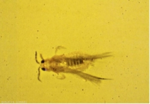 Scirtothrips aurantii 1