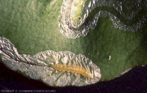 Phyllocnistis citrella 3