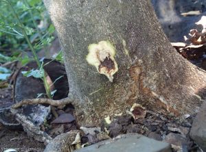 Phytophthora 10