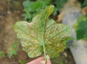 De nombreuses taches révèlent à la face inférieure du limbe un duvet plus ou moins discret, gris à brun violacé, qui à parfois tendance à tendance à s'accumuler le long des nervures. <b><i>Pseudoperonospora cubensis</i></b> (mildiou, downy mildew)