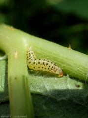 Détail d'une larve de <i>Diaphania nitidatis</i> (pyrale du concombre)