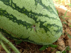 Perforation d'un fruit de de pastèque réalisé par une larve de <i>Diaphania nitidatis</i>. (pyrale du concombre)