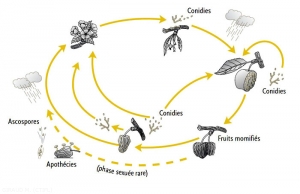 Cycle-monilia-fructigena-(memPFI)