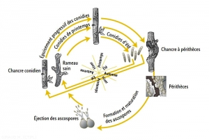 Cycle-chancre-Nectria(MemPFI)