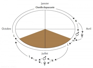 cycle-cydia-pomonella-Carpo(memPFI)