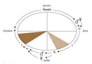 cycle-Eulia-pulchellana_pte-tordeuse (memPFI)