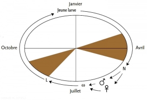 cycle-tordeuse-verte-et-rouge (memPFI)