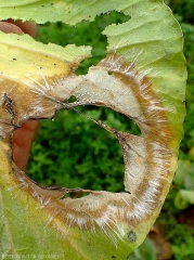 Large tache humide et marron sur feuille de chou. Les tissus centraux pourris se sont décomposés. Des palmettes mycéliennes blanche l'entoure et quelques jeunes sclérotes sont en train de se former. (<i>Sclerotium rolfsii</i>)