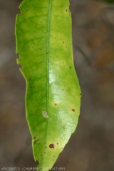 Alternaria 4