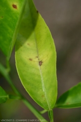 Alternaria 7