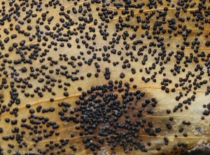 Détail de grosses pycnides globuleuses et noires formées ur un fruits de poivron.  <b><i>Phomopsis vexans</i></b>