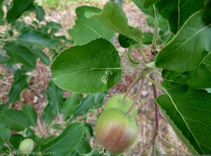 mineuse_marbree_Phyllonorycter-blancardella_Dagba