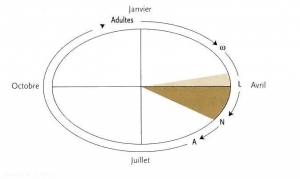 cycle-Anthonomus-pomorum-(memPFI)