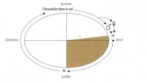 cycle-Orthosia_Noctuelles-(memPFI)