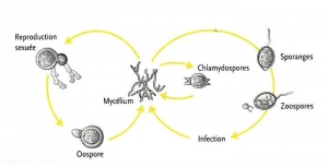 cycle-Phytophthora-spp-(memPFI)