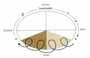 cycle-tetranychus-urticae-(memPFI)