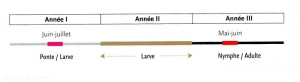 cycle-Synanthedon myopaeformis Sesie-(memPFI)