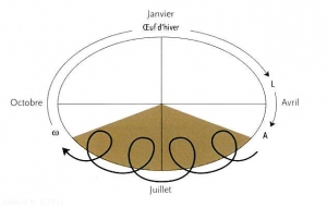 cycle-Panonychus-ulmi-acarien (memPFI)