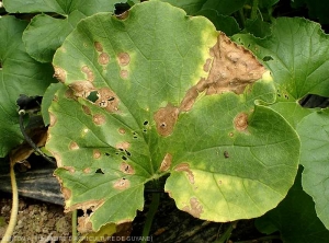 Certaines taches ont conflué sur cette feuille de melon. Les tissus altérés sont décomposés sont nécrosés et plus ou moins desséchés. <i>Myrothecium roridum</i>