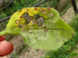 Plusieurs taches arrondies, bien délimitées, nérotiques sur feuille de baselle. Les tissus foliaires de certaines, décomposés, sont tombés conférant un limbe un aspect partiellement troué. Notez aussi la présence de halos rougeâtres autour de certaines taches.  <i>Rhizoctonia solani</i>  (Rhizoctone foliaire - web-blight)