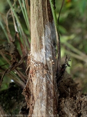 La partie basse de ce pied de piment est couverte partiellement du mycélium de (<i>Sclerotium rolfsii</i>) ; des sclérotes se forment localement : d'abord blanc ils brunissent progressivement. 