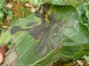 Sur cette feuille de chou pommé les larges lésions sont humides et de couleur brun sombre, elles commencent à se dessécher localement. Noter les discrets micro-sclérotes parsemant les tissus altérés. <i>Rhizoctonia solani</i>  (Rhizoctone foliaire - web-blight)