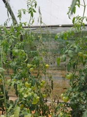 Flétrissement rapide et irréversible d'un pied de tomate cultivé sous abri.  Notez l'absence de symptômes sur les pieds contigus. <b><i>Ralstonia solanacearum</i></b> (flétrissement bactérien, bacterial wilt).