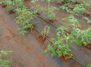 Flétrissement rapide et précoce d'une jeune plante cultivée en sol sous abri. <b><i>Ralstonia solanacearum</i></b> (flétrissement bactérien, bacterial wilt).